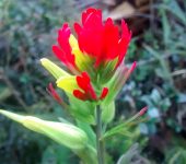 Castilleja fissifolia (Lamiales, Orobanchaceae)