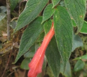 Columnea ceticeps Columnea ceticeps (Columnea cabeza de ballena) - Gesneriaceae
