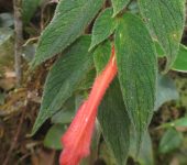 Columnea ceticeps Columnea ceticeps (Columnea cabeza de ballena) - Gesneriaceae