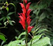 Stenostephanus sp. (Lamiales, Acanthaceae)