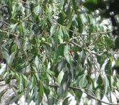Chionanthus sp. (Lamiales, Oleaceae) - Cionanto