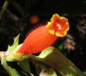 Columnea dimidiata Sangre de Cristo - Atajasangre - Columnea dimidiata (Lamiales, Gesneriaceae)