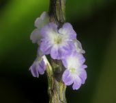 Stachytarpheta cayennensis (Lamiales, Verbenaceae)