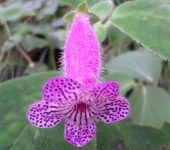 Kohleria sp. (Lamiales, Gesneriaceae)