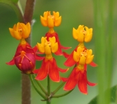 Apocynaceae Algodoncillos y copas de oro - familia Apocynaceae - Bioexploradores