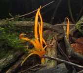 Hongos coral y otros - familia Clavariaceae - Bioexploradores