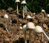 Setas - familia Galeropsidaceae - Bioexploradores