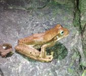 Ranas marsupiales - familia Hemiphractidae - Bioexploradores