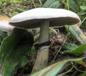 Hongos San Isidro - familia Hymenogastraceae - Bioexploradores