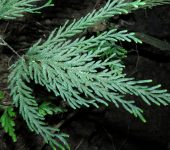Selaginella sp. (Lycopodiopsida, Selaginellales, Selaginellaceae)