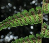 Diplazium sp. (Monilophyta, Polypodiales, Athyriaceae)