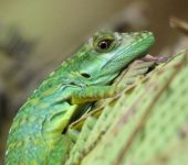 Anolis danieli - (Clase Reptilia, Orden Squamata)