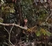 Lechuza de campanario (Tyto alba) - Barn Owl