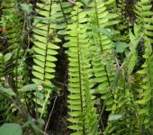 Nephrolepis sp. (Monilophyta, Polypodiales, Nephrolepidaceae)