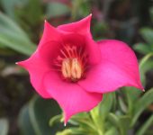 Symbolanthus gaultherioides (Gentianales, Gentianaceae) - Genciana de páramo