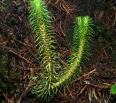 Phlegmariurus sp. 1 (Lycopodiopsida, Lycopodiales, Lycopodiaceae)