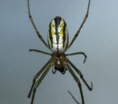 Leucauge sp. (Arachnida, Araneae, Tetragnathidae)