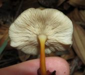 Gymnopus sp. (Fungi, Agaricomycetes, Agaricales, Omphalotaceae)