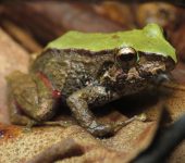 Rana de ingle roja - Pristimantis erythropleura (Amphibia, Anura, Strabomantidae)