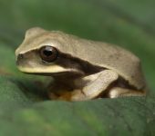 Gastrotheca nicefori (Amphibia, Anura, Hemiphractidae)