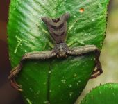 Sidymella kolpogaster (Araña cangrejo) - Thomisidae