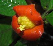 Palicourea tomentosa (Gentianales, Rubiaceae)