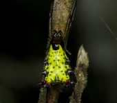 Micrathena decorata (Arachnida, Araneae, Araneidae)