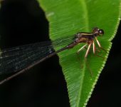 Heteropodagrion superbum (Insecta, Odonata, Heteragrionidae)