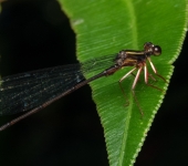 Heteropodagrion superbum (Insecta, Odonata, Heteragrionidae)