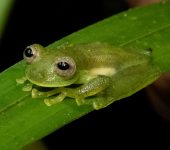 Nymphargus pijao (Anura, Centrolenidae) - Rana de cristal