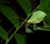 Typophyllum spurioculis Typophyllum spurioculis (Orthoptera, Tettigoniidae)