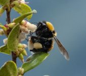 Bombus hortulanus (Abejorro jardinero andino) - Insecta, Hymenoptera, Apidae