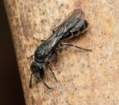 Chilicola sp. (Hymenoptera, Colletidae)