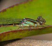 Oreiallagma oreas (Odonata, Coenagrionidae)
