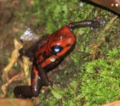 Andinobates cassidyhornae - Rana dardo - familia Dendrobatidae
