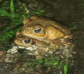 Rhinella horribilis - Sapo gigante - Amplexo