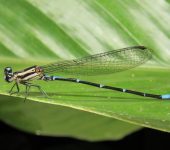 Argia oculata - Azulilla de arroyo ocelada (Odonata, Coenagrionidae) - BIOCEUDEA