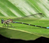 Argia oculata Argia oculata - Azulilla de arroyo ocelada (Odonata, Coenagrionidae) - BIOCEUDEA