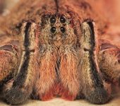 Araña bananera (Phoneutria depilata) - Ctenidae