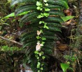 Parablechnum sessilifolium Parablechnum sessilifolium (Polypodiales, Blechnaceae)