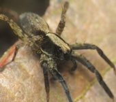 Arañas lobo - familia Lycosidae - Bioexploradores