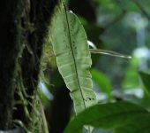 Oleandra sp. (Polypodiales, Oleandraceae) - Bioexploradores
