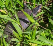 Kinosternon leucostomum (Reptilia, Testudines)