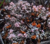 Phyllobaeis sp. (Lecanoromycetes, Baeomycetales, Baeomycetaceae)