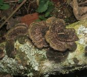 Hongos de repisa - orden Polyporales - Bioexploradores