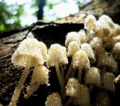 Sombrillitas - familia Psathyrellaceae - Bioexploradores