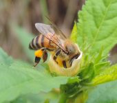 Apis mellifera (Abeja melífera) - Hymenoptera, Apidae, especie introducida en Colombia