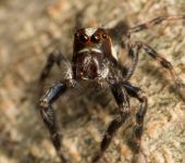 Arañas saltarinas - familia Salticidae - Bioexploradores