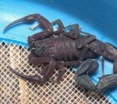 Escorpiones - orden Scorpiones - Bioexploradores