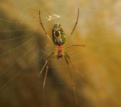 Arañas tejedoras de cuerpo alargado - familia Tetragnathidae - Bioexploradores